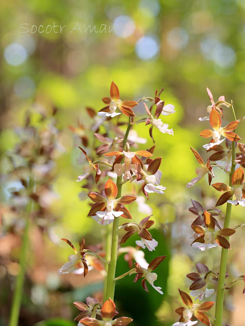 Calanthe discolor