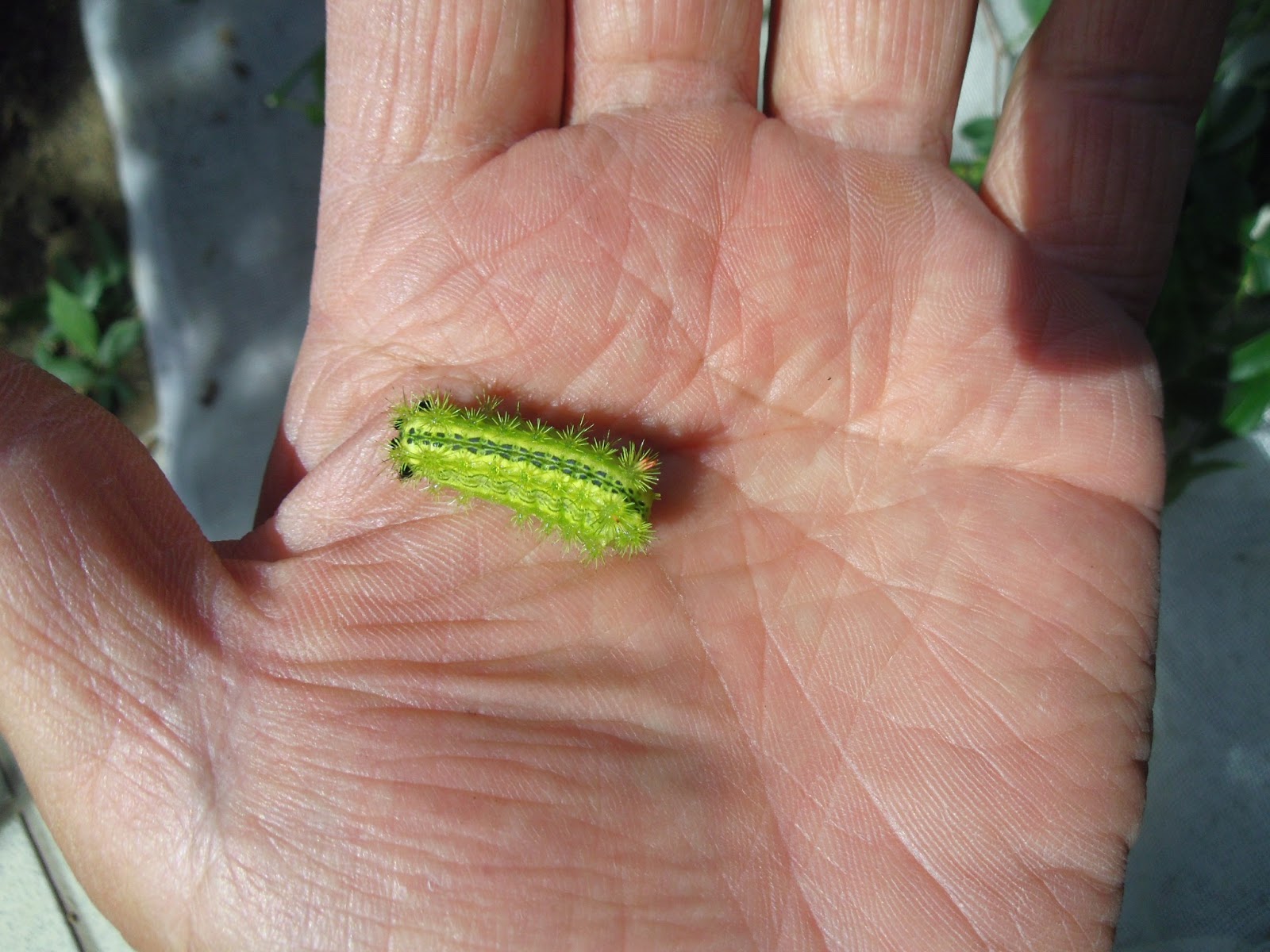 植木一筋42年 害虫 エゴノキでイラガ 別名デンキ虫 ﾞが越冬している ２０１３年７月２０日 イラガ 体長 ２ ２ ｃｍ に成長