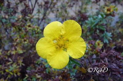 Gul blomma på brun höstbuske. foto: Reb Dutius