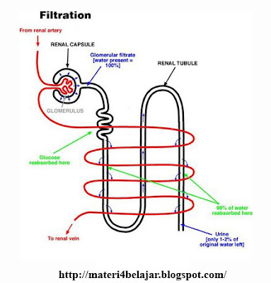 Skema dan Proses Pembentukan Urine Beserta Gambarnya Skema dan Proses Pembentukan Urine Beserta Gambarnya