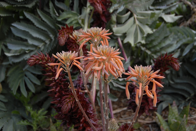 orange flowers at the san diego safari park: LadyD Books