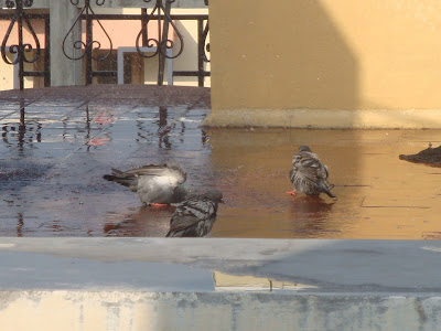 Pigeon Bath