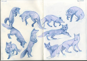 02-Foxes-Drawing-Studies-Cara-Baxter-www-designstack-co