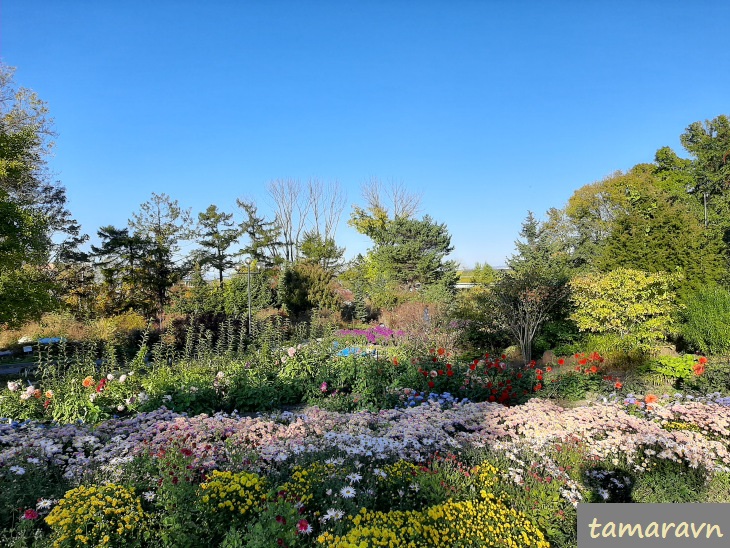 Хризантемы (Chrysanthemum) в саду