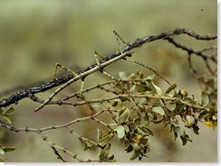 walking-stick-insect_745_600x450