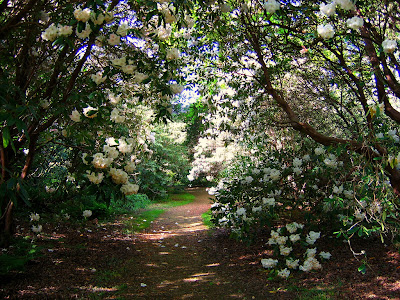 florile rhododendronilor in gradina romantica