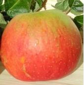 khasiat buah apel
