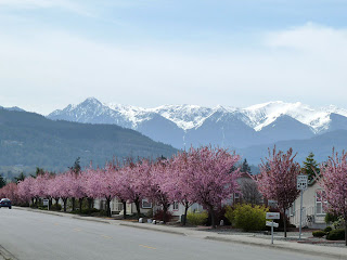 Cherry Blossom Trees in 5th Ave in Sequim