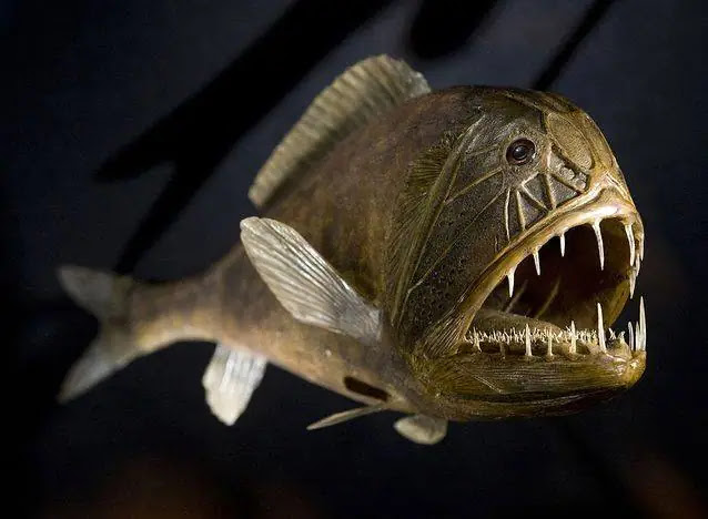 Meet The 12 Ugliest Fish in the World