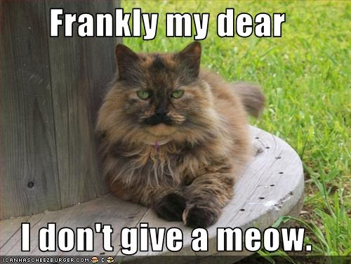 funny cats with words. funny cats with words.