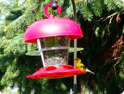 bird on feeder