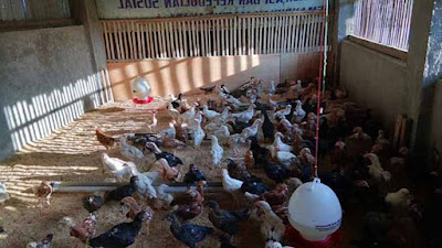Cara Beternak Ayam Kampung Dengan Metode Semi Intensif