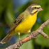 Burung Mozambik, Green Singing Finch (Serinus Mozambicus)