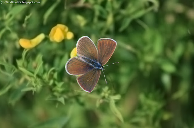 Polyommatinae, Blåvinge