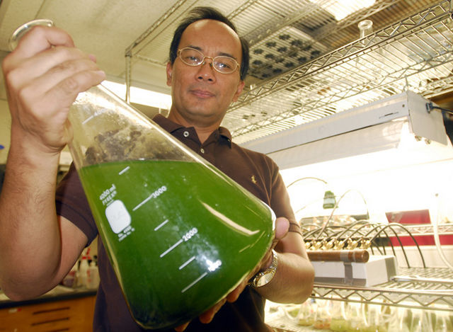 24 Million For Algal Biofuels Research Image