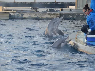 ジェノヴァ水族館のイルカの餌やり