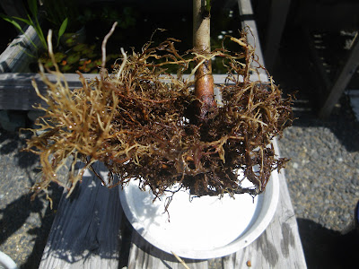 [新しいコレクション] 椿 盆栽 植え替え 197191-椿 盆栽 植え替え