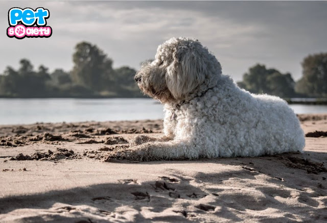 cockapoo portugal