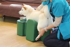 massagem e terapias para cães paralisados