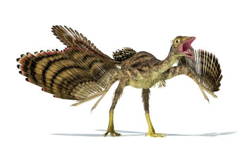 ARCHAEOPTERYX