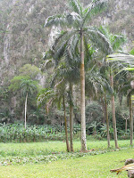 palenque cimarrones