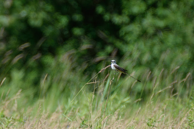 Scissor-tailed Flycatcher in Marie Curtis Park
