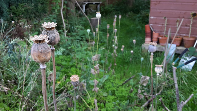 Project 365 2015 day 247 - Poppy heads // 76sunflowers