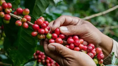 Ternyata Inilah Manfaat Buah Kopi Bagi Kesehatan Tubuh