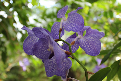 Grow and care Vanda coerulea orchid - The Blue Vanda