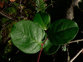 Gaultheria shallon yaprakları