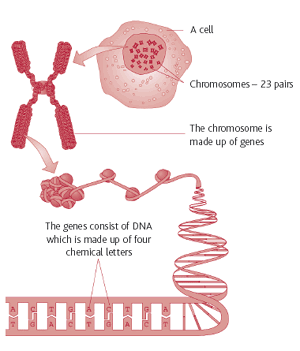 Genetic engineering - , the free encyclopedia