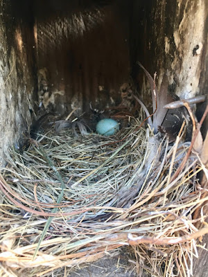 abandoned bluebird nest with egg