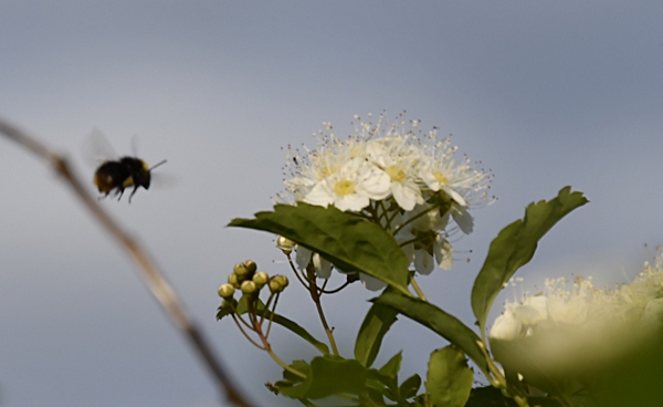 humle hageliv rosespirea