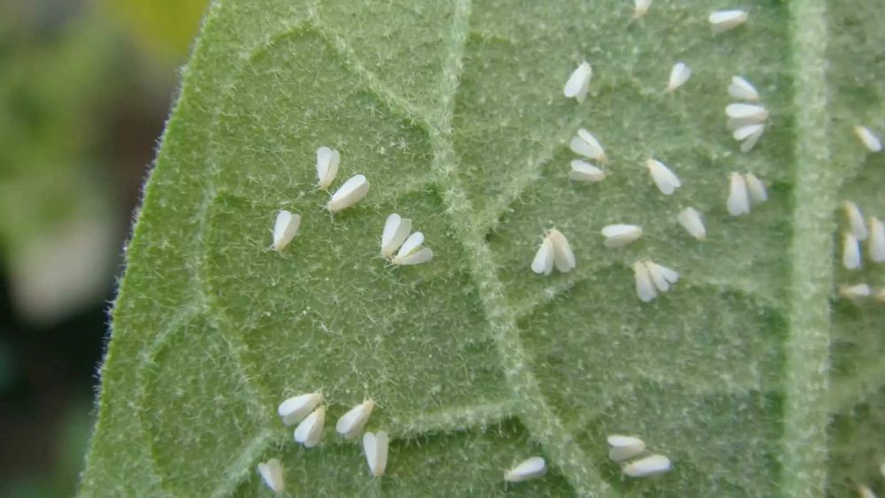 Mosca blanca en las plantas