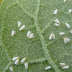 Mosca blanca en las plantas