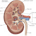 Anatomical relations of the kidney