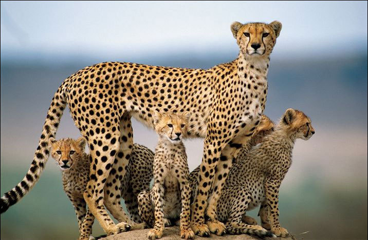 Cheetah-Family-wild-animals-4073980-716-468.jpg