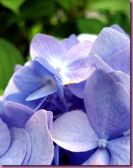 hydrangea up close hydrangea up close