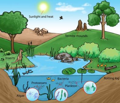 Pengertian dari Ekosistem dan Komponen dalam Ekosistem 