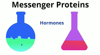 proteins