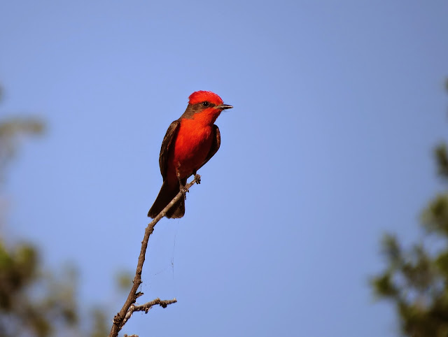 Pyrocephalus rubinus