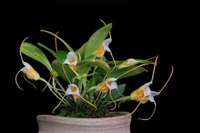 Masdevallia ampullacea care and culture