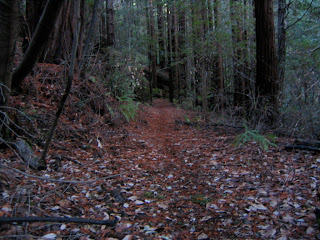single track redwood forest