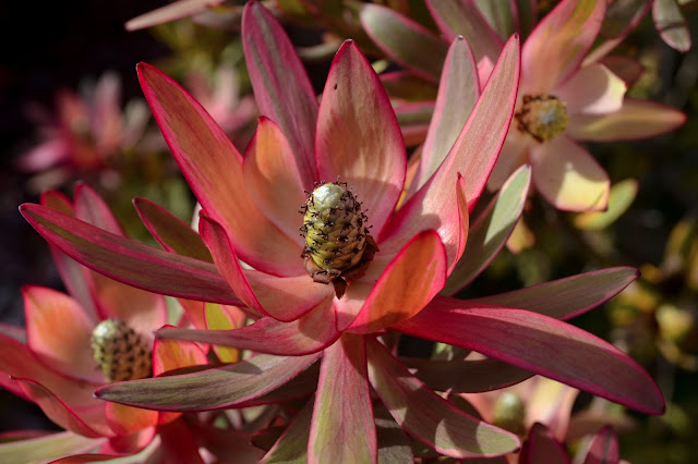 Sunset colored Leucodendron inflorescence 