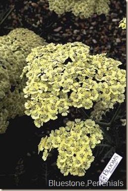 ACHILLEA_Anthea