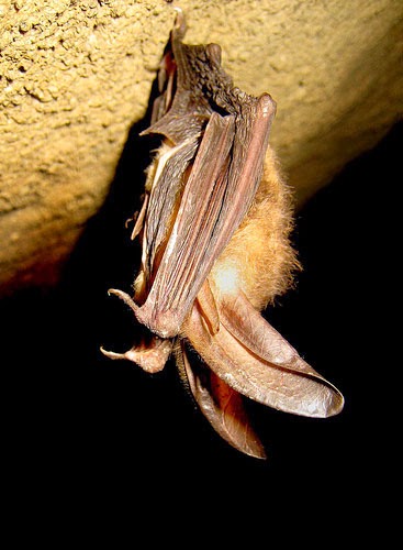 http://www.statesymbolsusa.org/Virginia/VA-big-eared-bat.html