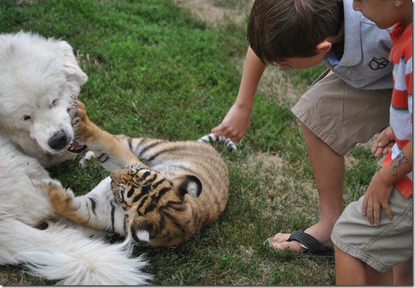 Tiger Zoo 084