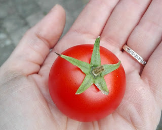 Hand met rijpe tomaat uit eigen tuin.