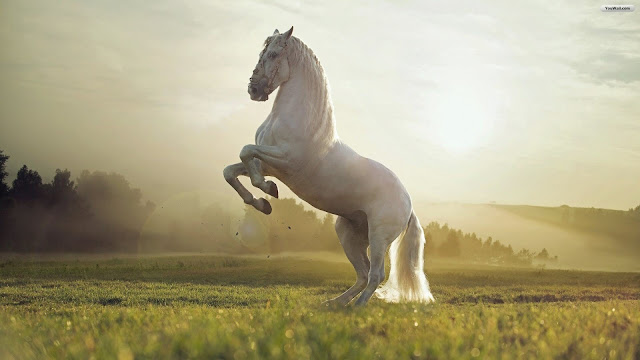 horse wallpapers HD