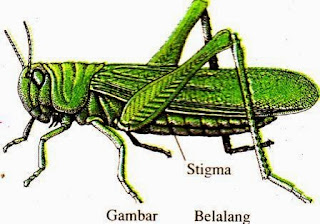 Sistem pernapasan pada belalang/serangga